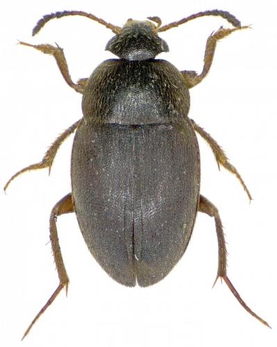 Réf. 222 453 : Catops fuliginosus